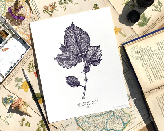 Image of an art print featuring a highly detailed botanical line illustration of a Hazel Branch in a rich deep Purple colour, with its botanical and common name printed below. 